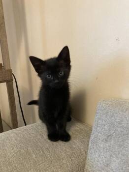 Kiki -  Domestic Short Hair Cat for Adoption in Ferndale, Michigan - Kiki | PetCurious