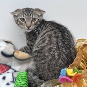 Rescue Domestic Short Hair Cats for Adoption in Branson, Missouri - Thumbtack | PetCurious
