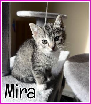 Mira -  Domestic Short Hair Cat for Adoption in Valley City, North Dakota - Mira | PetCurious