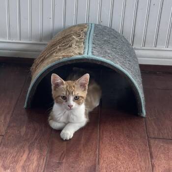 Watts (Wyatt) -  Domestic Short Hair Cat for Adoption in La Grange, Kentucky - Watts (Wyatt) | PetCurious