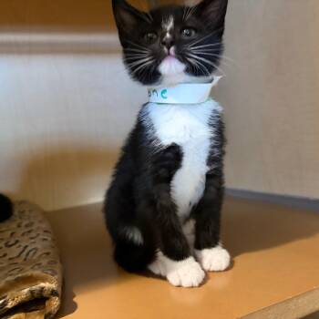 Domestic Short Hair Cats Available for Adoption in Chesapeake, Virginia - Ramone | PetCurious