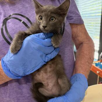 Quagmire -  Domestic Short Hair Cat for Adoption in Lake Jackson, Texas - Quagmire | PetCurious