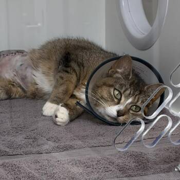 LUCKY -  Domestic Short Hair Cat for Adoption in Indianapolis, Indiana - LUCKY | PetCurious