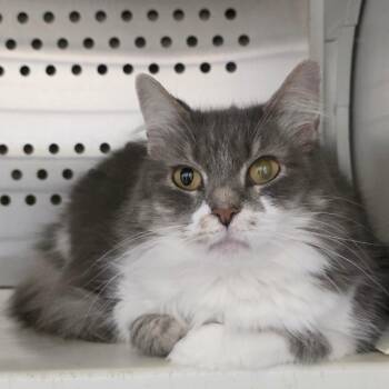 Sneaky -  Domestic Long Hair Cat for Adoption in Chatham, Virginia - Sneaky | PetCurious