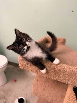 Rita -  Tuxedo and Domestic Long Hair Cat for Adoption in Cincinnati, Ohio - Rita | PetCurious