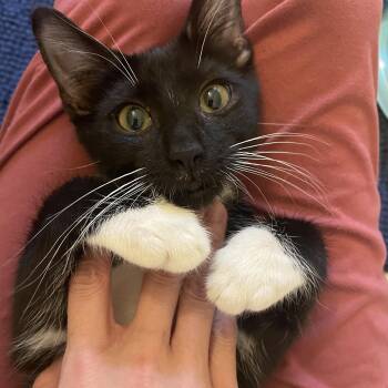 Bam -  Domestic Short Hair Cat for Adoption in Houston, Texas - Bam | PetCurious