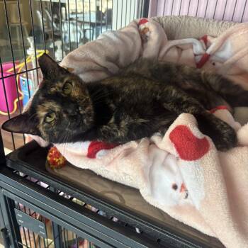 Cinna -  Tortoiseshell Cat for Adoption in Liverpool, Texas - Cinna | PetCurious