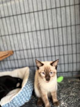 Rescue Siamese Cats for Adoption in Camp Hill, Pennsylvania - Saffron | PetCurious