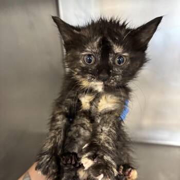 Coco Chandelier -  Domestic Short Hair Cat for Adoption in Saint Joseph, Missouri - Coco Chandelier | PetCurious