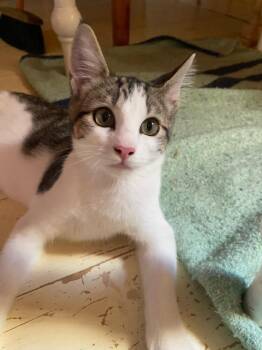 Vanilla Bean -  Domestic Short Hair Cat for Adoption in Gorham, Maine - Vanilla Bean | PetCurious