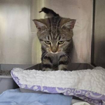 Triumph 24-0856 -  Domestic Short Hair and Mixed Breed Cat for Adoption in Yanceyville, North Carolina - Triumph 24-0856 | PetCurious