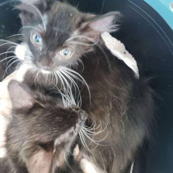 Little -  Domestic Short Hair Cat for Adoption in Kingman, Arizona - Little | PetCurious