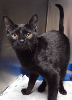 Rescue Domestic Short Hair Cats for Adoption in Ocala, Florida - Chuckie Chuckles | PetCurious