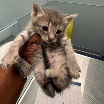 BUCK -  Domestic Short Hair Cat for Adoption in Greensboro, North Carolina - BUCK | PetCurious