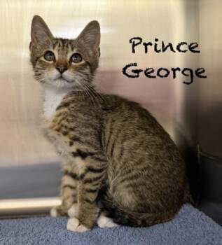 Prince George -  Domestic Short Hair Cat for Adoption in Pawleys Island, South Carolina - Prince George | PetCurious