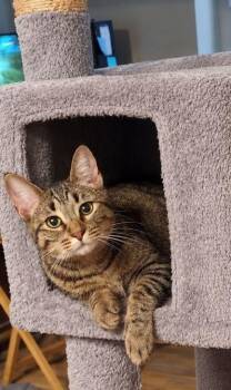 Miney -  Domestic Short Hair Cat for Adoption in Gorham, Maine - Miney | PetCurious