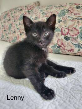 Rescue Domestic Short Hair Cats for Adoption in Hoffman Estates, Illinois - Lenny | PetCurious
