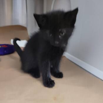 Kitten 4 -  Domestic Short Hair Cat for Adoption in Lake Panasoffkee, Florida - Kitten 4 | PetCurious