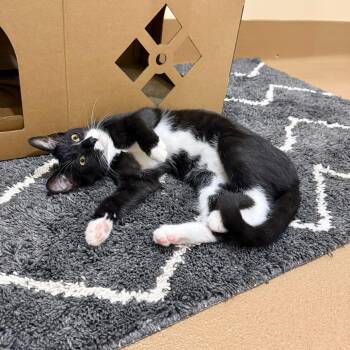 Malibu Barbie -  Domestic Short Hair Cat for Adoption in Agoura Hills, California - Malibu Barbie | PetCurious