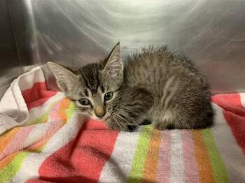 AVA -  Domestic Short Hair Cat for Adoption in Grand Prairie, Texas - AVA | PetCurious