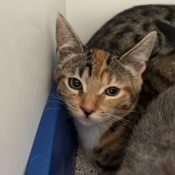 French Toast -  Domestic Short Hair Cat for Adoption in Riverside, California - French Toast | PetCurious