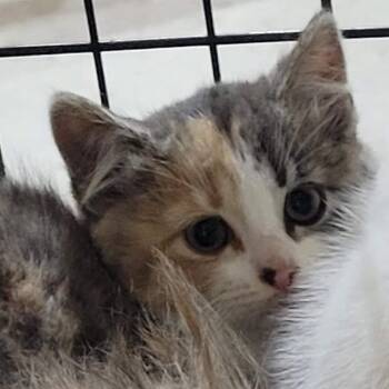 Wren -  Domestic Medium Hair Cat for Adoption in Traverse City, Michigan - Wren | PetCurious