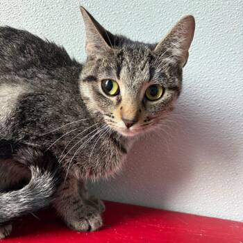 Domestic Short Hair Cats Available for Adoption in West Des Moines, Iowa - Harley | PetCurious