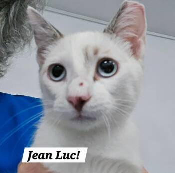 JeanLuc -  Siamese and Domestic Short Hair Cat for Adoption in San Antonio, Texas - JeanLuc | PetCurious