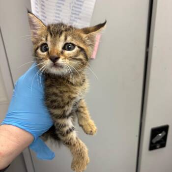 Mickey -  Domestic Short Hair Cat for Adoption in Columbiana, Alabama - Mickey | PetCurious
