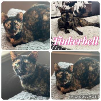 TINKERBELL -  Tortoiseshell Cat for Adoption in Houston, Texas - TINKERBELL | PetCurious
