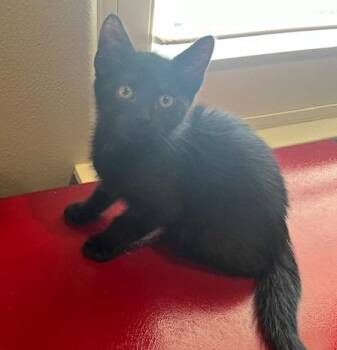 Domestic Short Hair Cats Available for Adoption in Magnolia, Texas - Smoke | PetCurious