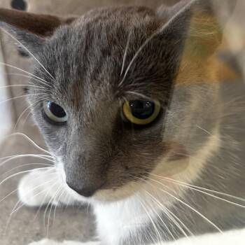 Sansa -  Domestic Short Hair Cat for Adoption in Philadelphia, Pennsylvania - Sansa | PetCurious