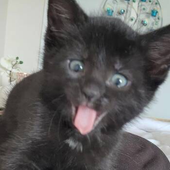 Ivy $150 -  Domestic Short Hair Cat for Adoption in Milwaukee, Wisconsin - Ivy $150 | PetCurious