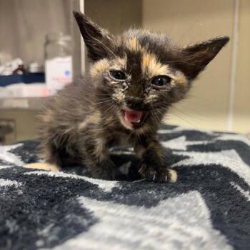 Domestic Short Hair Cats Available for Adoption in Lake Jackson, Texas - Butterscotch | PetCurious