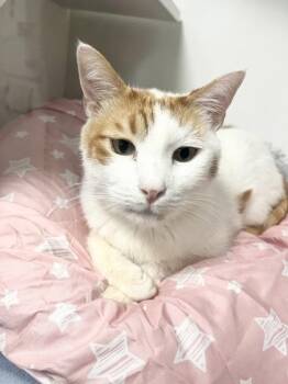 Argentina -  Domestic Short Hair Cat for Adoption in Savannah, Georgia - Argentina | PetCurious