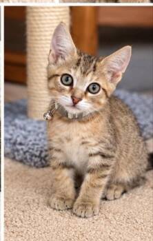 Peter -  Tabby Cat for Adoption in Knoxville, Tennessee - Peter | PetCurious