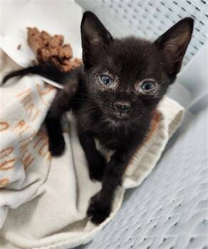 NOLAN -  Domestic Short Hair Cat for Adoption in Fort Lauderdale, Florida - NOLAN | PetCurious