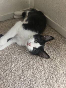 Louie ( Alice ) -  Tuxedo Cat for Adoption in Napa, California - Louie ( Alice ) | PetCurious