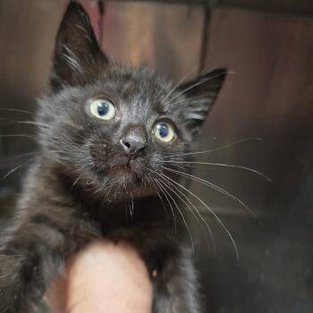 Li-Shang -  Domestic Short Hair Cat for Adoption in Quincy, Ohio - Li-Shang | PetCurious