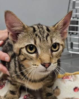 Droid -  Domestic Short Hair Cat for Adoption in Bloomington, Indiana - Droid | PetCurious
