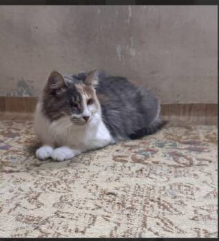 Noor -  Domestic Long Hair and Calico Cat Available for Adoption in Randolph, Massachusetts - Noor | PetCurious