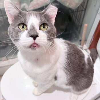 Rescue American Shorthair Cats for Adoption in Philadelphia, Pennsylvania - Bumper | PetCurious