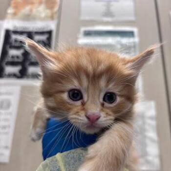 Domestic Short Hair Cats Available for Adoption in Las Vegas, Nevada - HONEY BUN | PetCurious