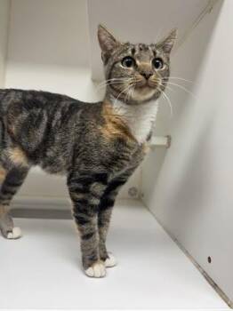 Rescue Domestic Short Hair Cats for Adoption in Reisterstown, Maryland - Stuffing | PetCurious