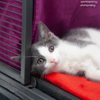 Rescue Domestic Short Hair Cats for Adoption in Ridgefield, Connecticut - Pachi | PetCurious