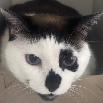 Rescue Domestic Short Hair Cats for Adoption in Naperville, Illinois - Sophie | PetCurious