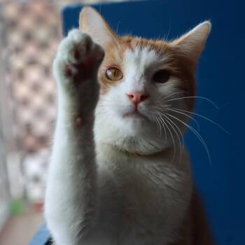 Rescue Domestic Short Hair Cats for Adoption in Tucson, Arizona - Khutie | PetCurious