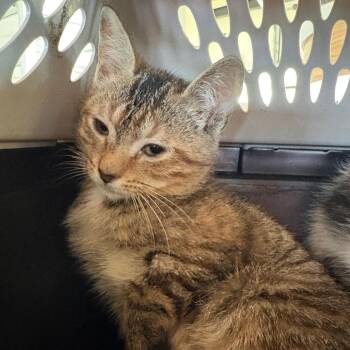 Serenity -  Domestic Short Hair Cat for Adoption in Leander, Texas - Serenity | PetCurious