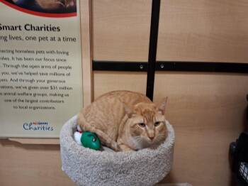 Domestic Short Hair Cats Available for Adoption in Rowlett, Texas - Maddox | PetCurious