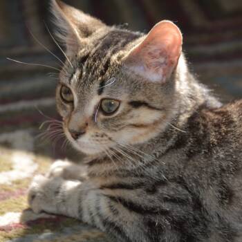 Rescue Domestic Short Hair Cats for Adoption in Harrisonburg, Virginia - Davey | PetCurious